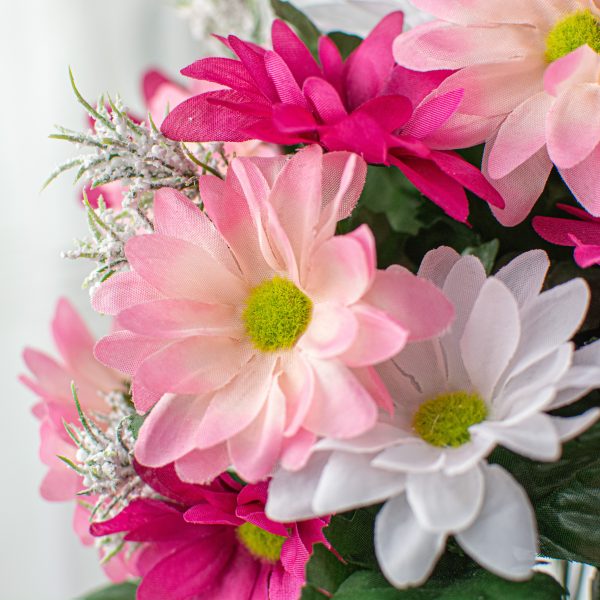 17  Colorfast Daisy Mix Bush: Fuchsia & Pink Online now