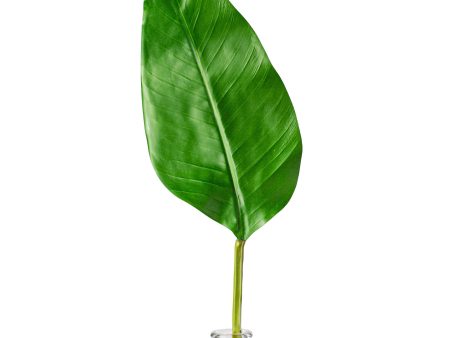 32  Bird of Paradise Leaf Stem on Sale