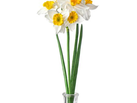 18  Daffodil Spray For Discount