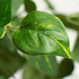 16  Pothos Leaves Bush Supply