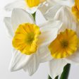 18  Daffodil Spray For Discount