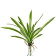 14  Cymbidium Plant: Green & White Hot on Sale