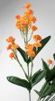 19  Colorfast Double Baby s Breath: Orange Online Sale