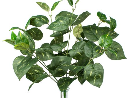 16  Pothos Leaves Bush Supply