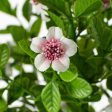 17  Small Flower Filler Bush: Pink Supply