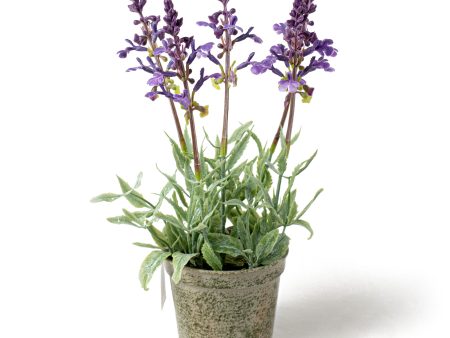 10  Potted Lavender Container Supply