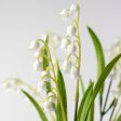 15  Lily of the Valley Bush Online Hot Sale