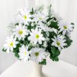 17  Colorfast Daisy Mix Bush: White Supply