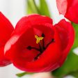 17  Tulips Bush: Red For Cheap