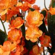 19  Colorfast Double Baby s Breath: Orange Online Sale