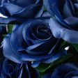 17  Colorfast Lillian Open Rose Bush: Royal Blue Discount