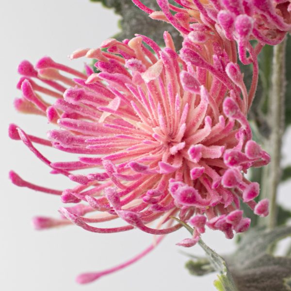 15  Thistle Floral Bouquet: Fuchsia Pink Supply