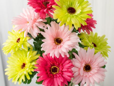 18  Gerbera Daisy Bush: Hot Pink & Lime Fashion