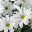 17  Colorfast Daisy Mix Bush: White Supply