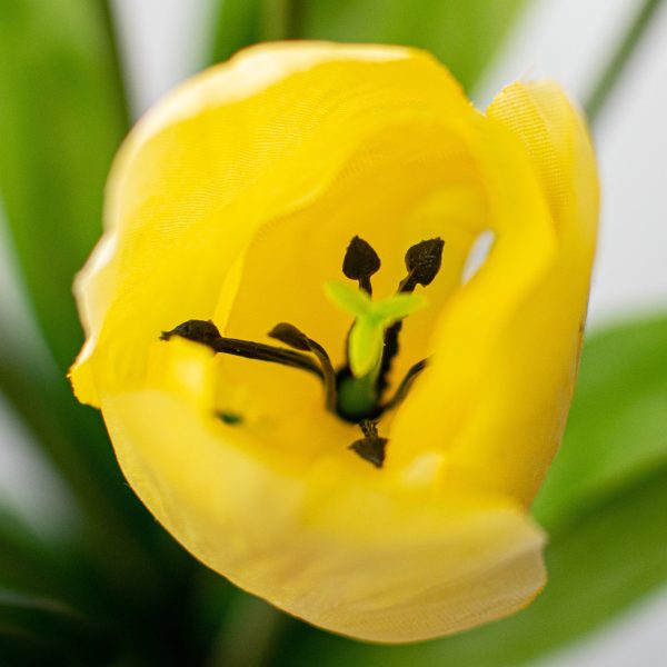 17  Tulips Bush: Yellow Cheap