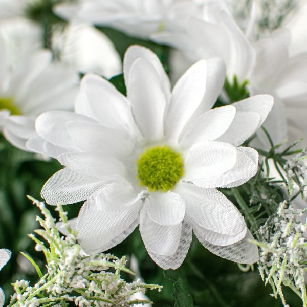 17  Colorfast Daisy Mix Bush: White Supply